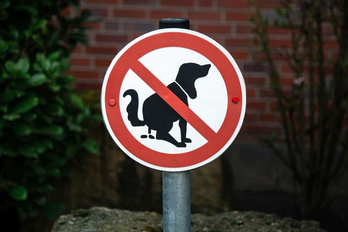 pourquoi mon chien mange son caca ou celui des autres