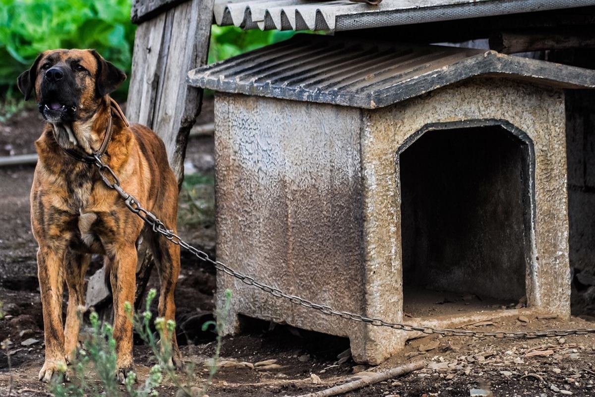 éliminer les mauvaises odeur de la niche du chien
