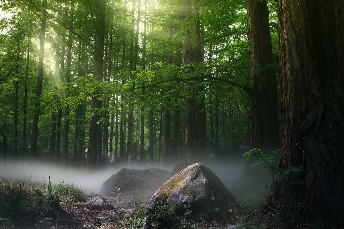 observer la faune dans les forêts de france et comment préserver et planter des arbres pour l'avenir
