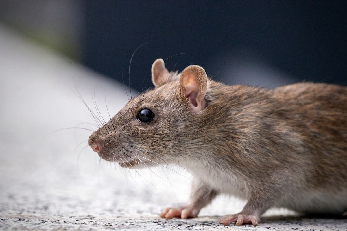se débarrasser des rats avec ces odeurs naturelles