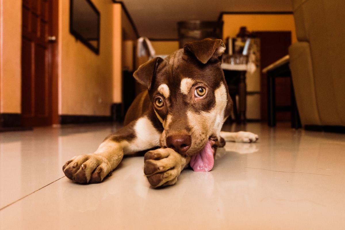 mon chien tire la langue pourquoi et que faire