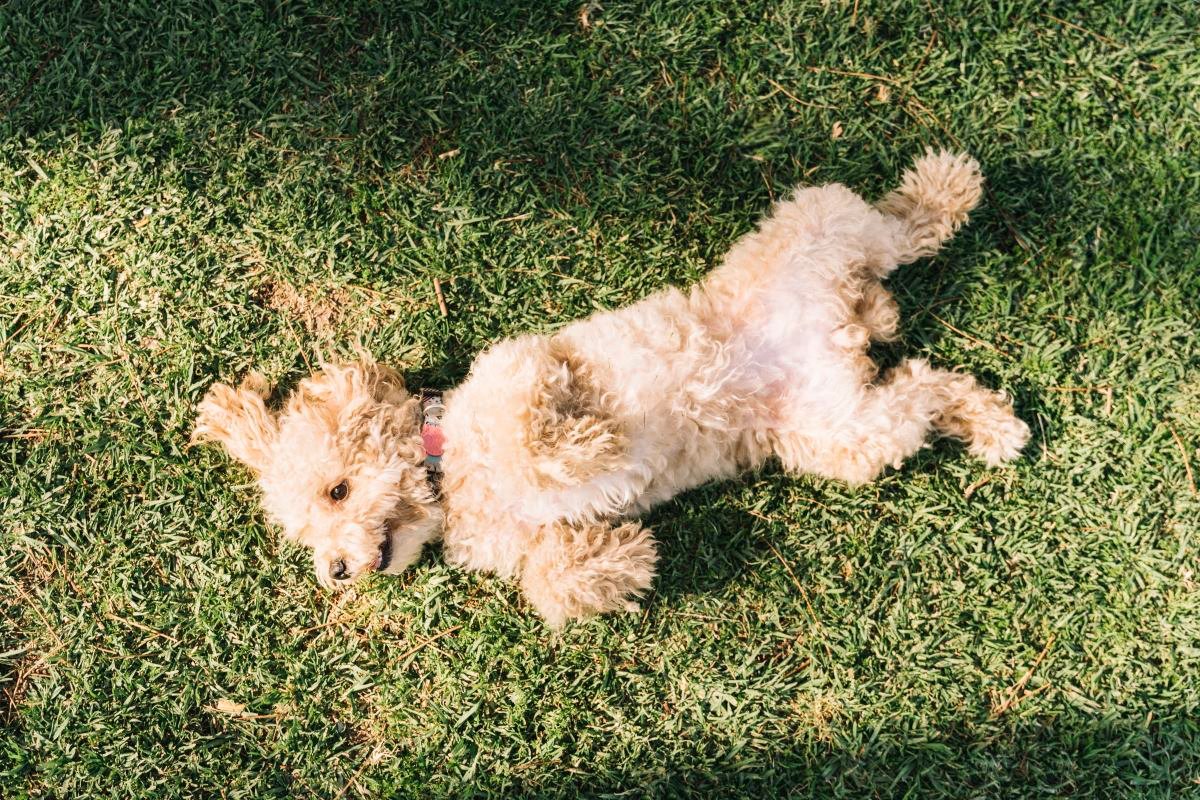 mon chien se frotte les fesses par terre