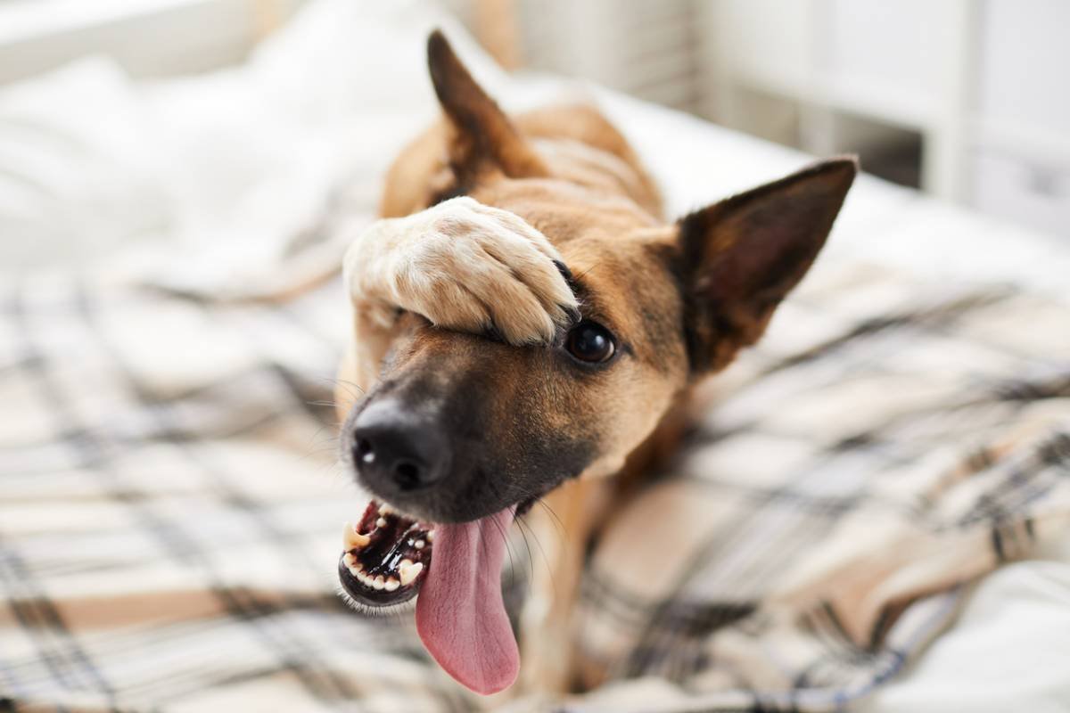 Troubles du comportement chez le chien - causes et solutions