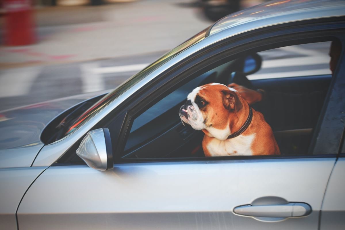 protection voiture chien