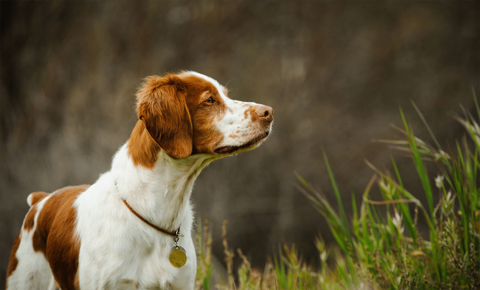 Câine Spaniel Brittany văzut de aproape.