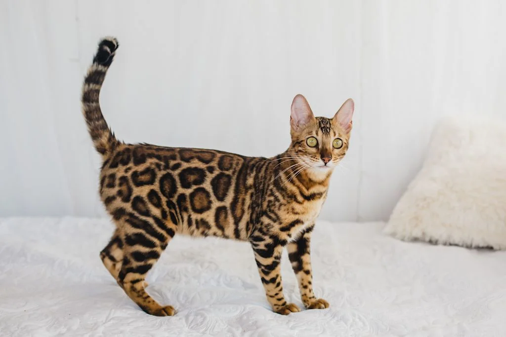 chat exotique bengal