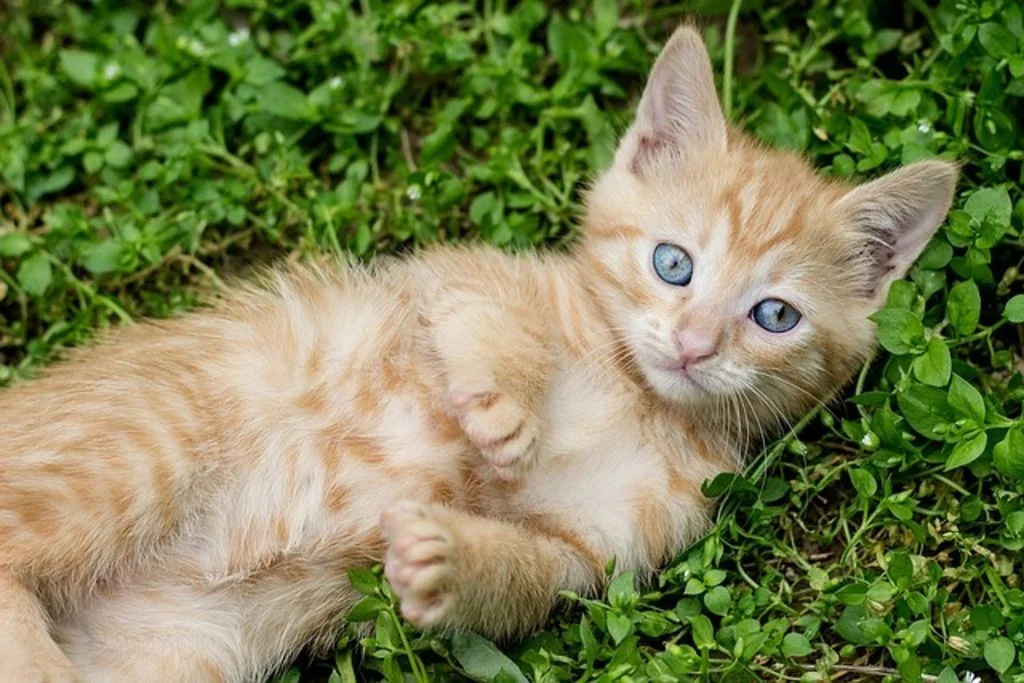 Chaton roux 