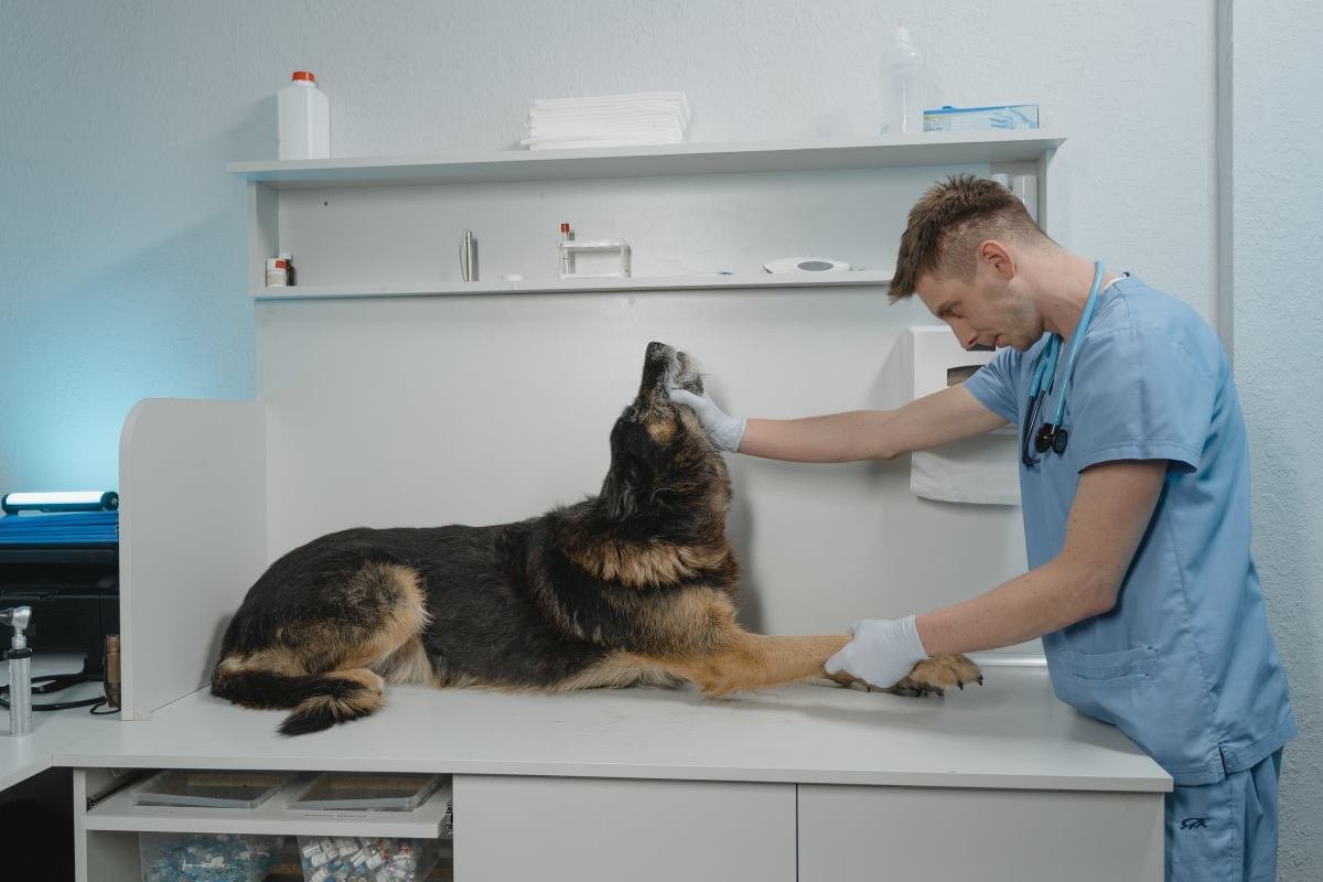 4 raisons de souscrire une mutuelle santé pour son chien quand on est citadin