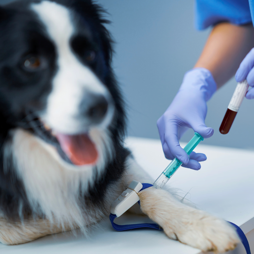 Terapia con fluidos y perfusión en animales