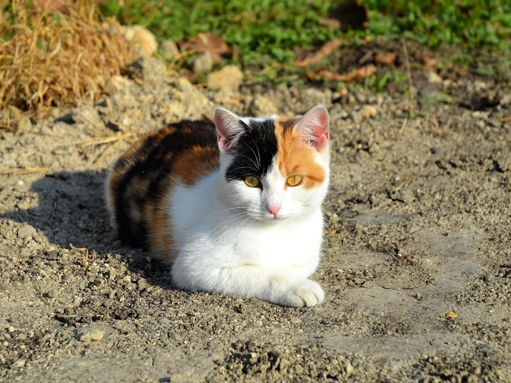 chatte tricolore sur la terre