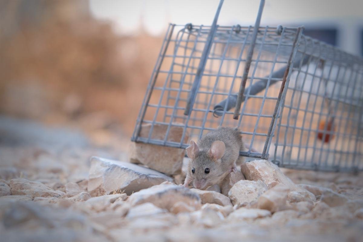 comment chasser les souris les pièges les plus efficaces