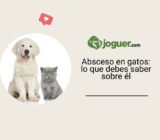 Absceso en gatos: lo que debes saber sobre él
