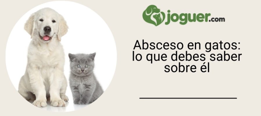 Absceso en gatos: lo que debes saber sobre él
