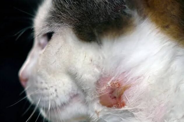 Absceso en gatos: lo que debes saber sobre él