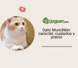 Munchkin chat: temperamento, cuidados, precio y vida cotidiana – Raza de gato