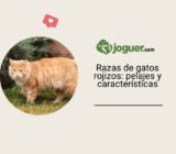 Razas de gatos rojizos: | ¿Qué particularidades tienen los gatos rojizos?