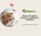 Razas de gatos exóticos: temperamento, cuidados, precio y vida cotidiana