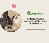 Las enfermedades del conejo doméstico