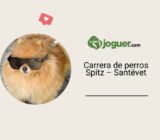 Carrera de perros Spitz | Perros de tipo Spitz y de tipo primitivo: carácter,