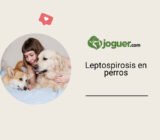 Leptospirosis en perros – El mundo de los animales
