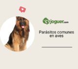 Parásitos comunes en aves – El reino de los animales