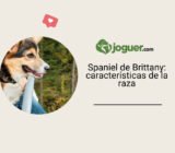 Raza Brittany – Spaniel de Brittany: características de la raza canina