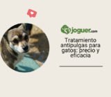 Traitamiento antipulgas para gatos: precio, eficacia y consejos – Enfermedades de los gatos