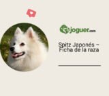 Spitz Japonés – Ficha de la raza