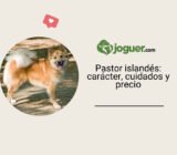 Berger islandés: Características físicas de este perro de pastor