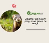 Adoptar un hurón: las preguntas que debes hacerte antes de elegir