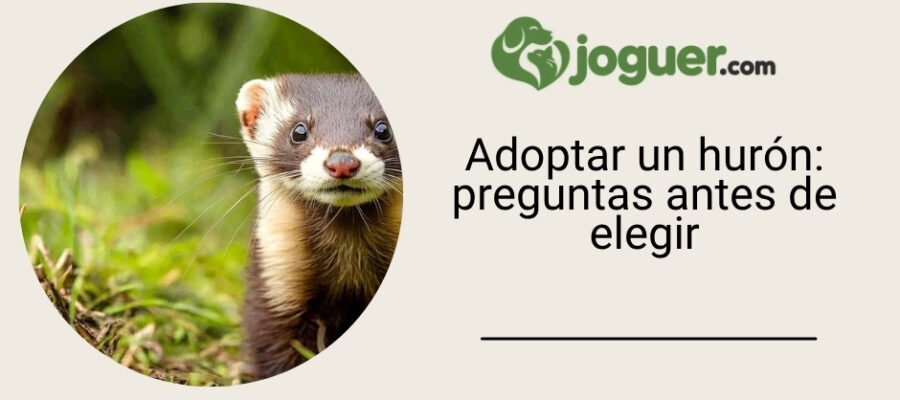 Adoptar un hurón: las preguntas que debes hacerte antes de elegir