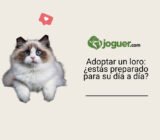 Adoptar un loro: ¿estás preparado para su día a día?