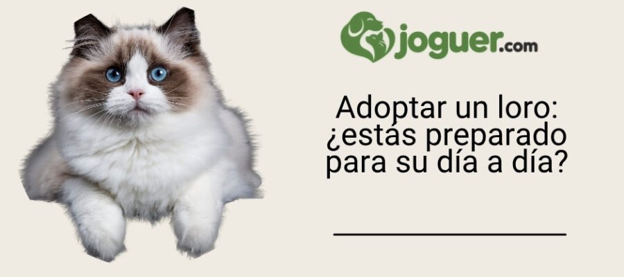 Adoptar un loro: ¿estás preparado para su día a día?