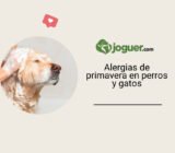 Alergias de primavera en perros y gatos: cómo reconocerlas y qué puedes hacer