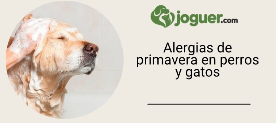 Alergias de primavera en perros y gatos: cómo reconocerlas y qué puedes hacer