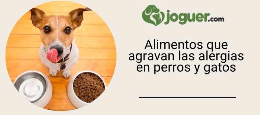 Alergias en perros y gatos: los alimentos que agravan los síntomas