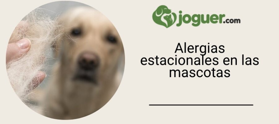 Alergias estacionales en las mascotas