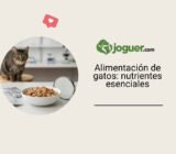 Alimentación de los gatos: los nutrientes esenciales que debes conocer –