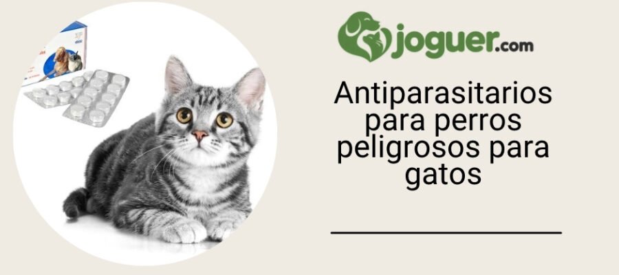 Antiparasitarios para perros: algunos pueden ser muy peligrosos para los gatos
