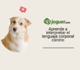 Aprende el lenguaje corporal canino –