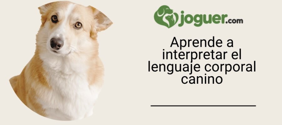 Aprende el lenguaje corporal canino –