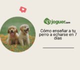 Aprender a enseñar “echado” a tu perro: método sencillo en 7 días
