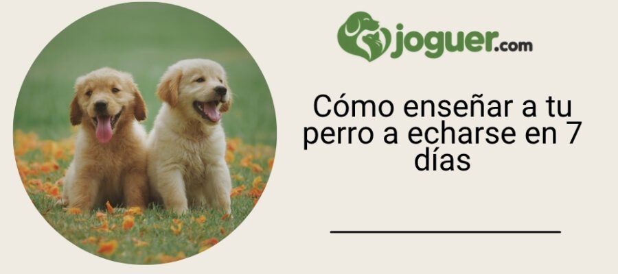 Aprender a enseñar “echado” a tu perro: método sencillo en 7 días