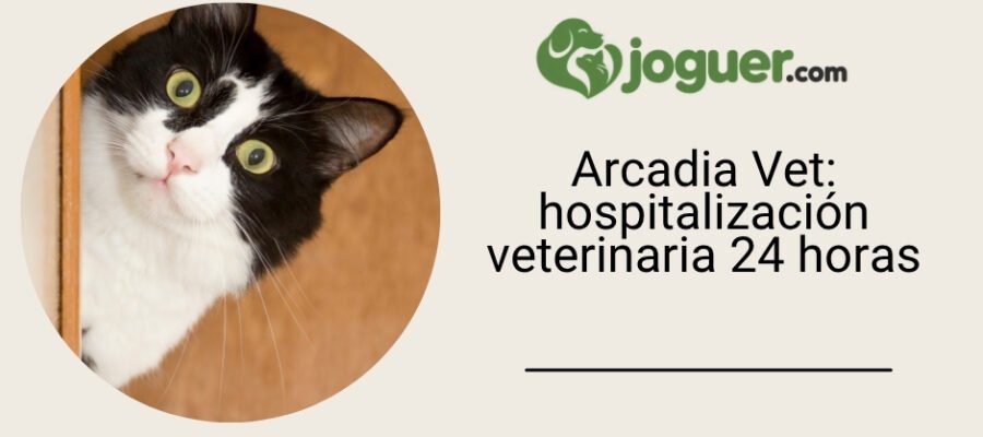 Arcadia Vet ofrece hospitalización veterinaria 24 horas durante las fiestas de invierno, con línea de urgencias activada
