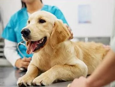 Arcadia Vet ofrece hospitalización veterinaria 24 horas durante las fiestas de invierno, con línea de urgencias activada