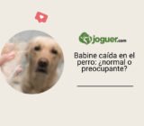 Babine caída en el perro: ¿normal o preocupante?