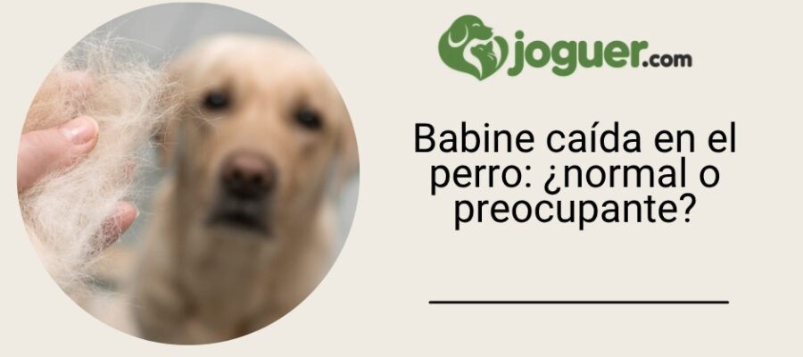 Babine caída en el perro: ¿normal o preocupante?