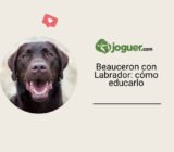 Beauceron cruzado con Labrador: cómo educarlo en el día a día