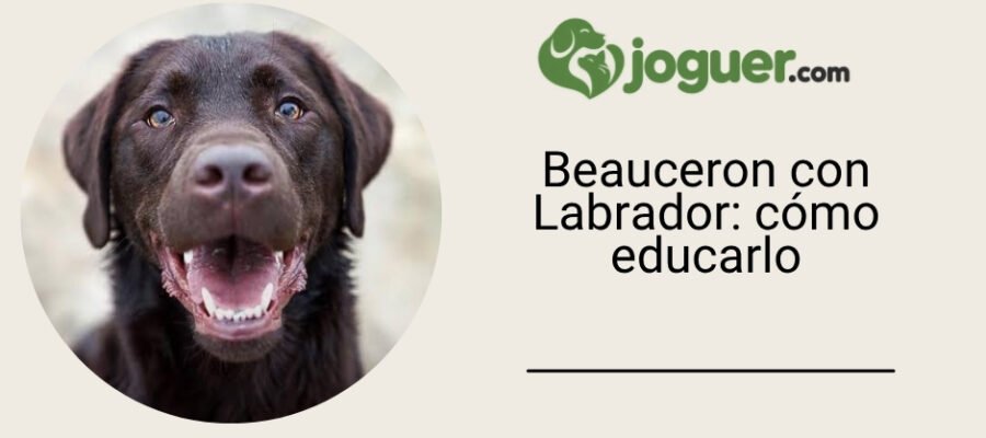 Beauceron cruzado con Labrador: cómo educarlo en el día a día