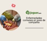 Boli comunes en aves de compañía